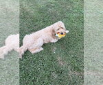 Small Photo #4 Labrador Retriever-Unknown Mix Puppy For Sale in Aurora, IN, USA
