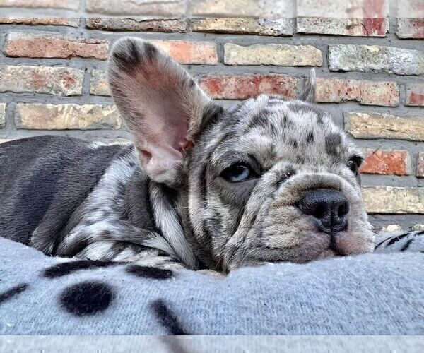 Medium Photo #6 French Bulldog Puppy For Sale in ERIAL, NJ, USA