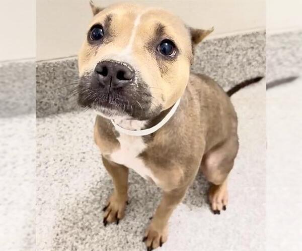 Medium Photo #3 Staffordshire Bull Terrier-Unknown Mix Puppy For Sale in Houston, TX, USA