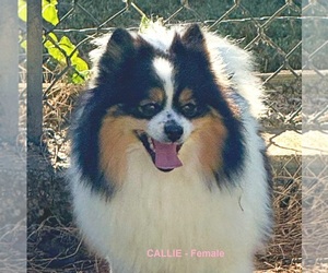 Pomeranian Puppy for sale in DAWSONVILLE, GA, USA