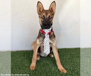 German Shepherd Dog-Unknown Mix Dogs for adoption in San Diego, CA, USA