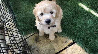 Goldendoodle-Poodle (Miniature) Mix Puppy for sale in FRISCO, TX, USA