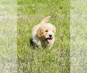 Goldendoodle (Miniature) Puppy for sale in GROVETON, TX, USA
