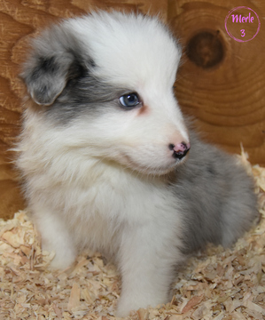 Medium Photo #11 Border Collie Puppy For Sale in WHITE SALMON, WA, USA