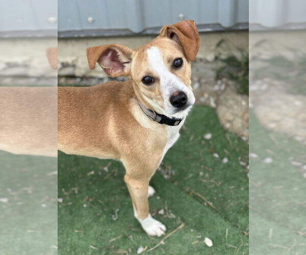 Medium Photo #12 Mutt Puppy For Sale in Evansville, IN, USA