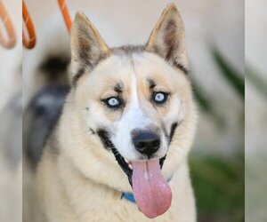 Siberian Husky-Unknown Mix Dogs for adoption in Camarillo, CA, USA