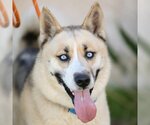 Small Photo #1 Siberian Husky-Unknown Mix Puppy For Sale in Camarillo, CA, USA