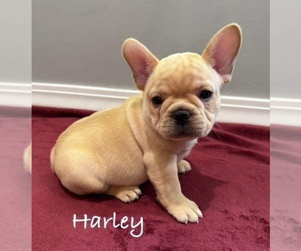 Medium Photo #2 French Bulldog Puppy For Sale in WILLIAMSVILLE, MO, USA