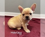 Small #1 French Bulldog