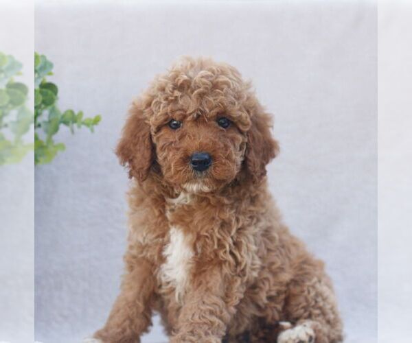 Medium Photo #1 Goldendoodle (Miniature) Puppy For Sale in EPHRATA, PA, USA
