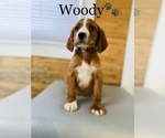 Small Photo #17 English Setter-Irish Setter Mix Puppy For Sale in COOKEVILLE, TN, USA