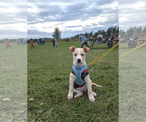 Mutt Dogs for adoption in St. Louis Park, MN, USA