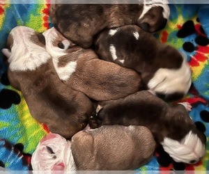 Bulldog Puppy for sale in WEST DECATUR, PA, USA