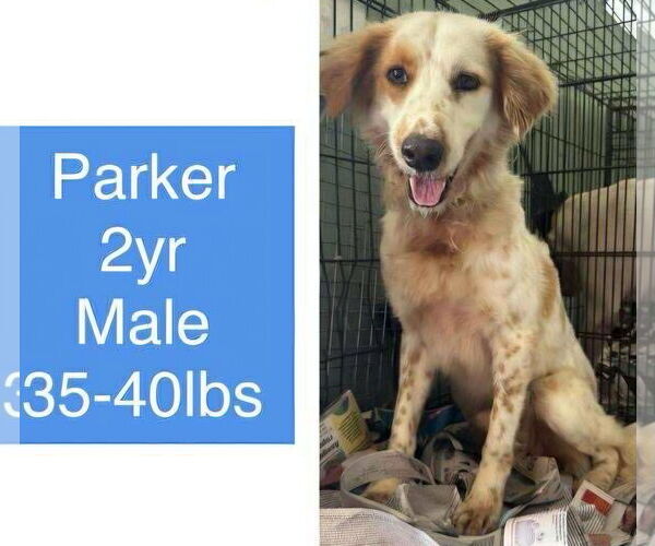 Medium Photo #4 Australian Shepherd-English Setter Mix Puppy For Sale in Virginia Beach, VA, USA