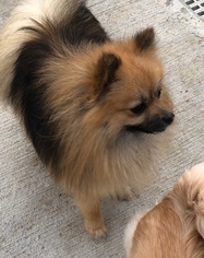 Mother of the Pomeranian puppies born on 02/21/2019
