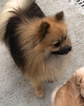 Small Photo #1 Pomeranian Puppy For Sale in MONTGOMERY CITY, MO, USA