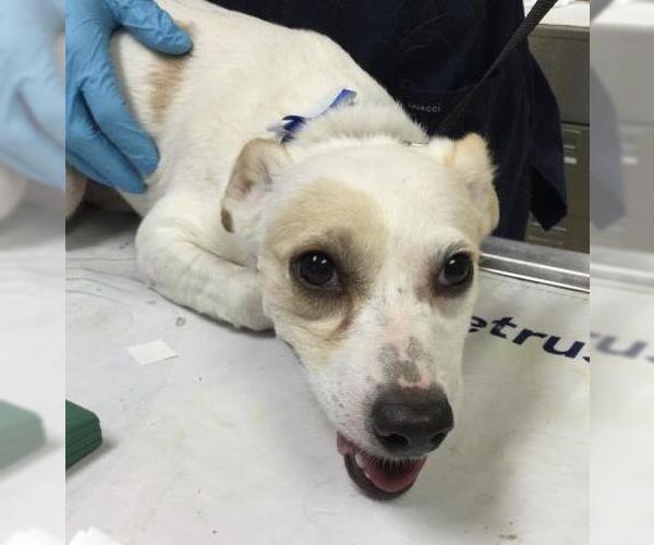 Medium Photo #1 Maltese Puppy For Sale in Riverside, CA, USA