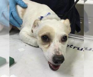 Maltese Dogs for adoption in Riverside, CA, USA