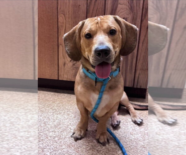 Medium Photo #3 Bagle Hound Puppy For Sale in Brookville, OH, USA