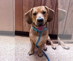 Small Photo #3 Bagle Hound Puppy For Sale in Brookville, OH, USA