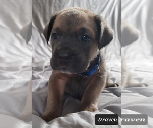Cane Corso Puppy for sale in POMEROY, OH, USA