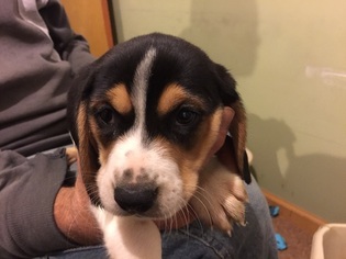 Beagle Puppy for sale in BRODHEADSVILLE, PA, USA