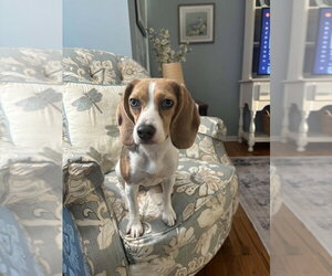 Beagle Dogs for adoption in Springdale, PA, USA