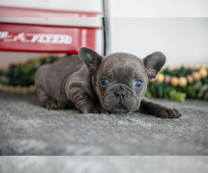 Medium French Bulldog