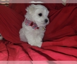 Small #2 Maltese