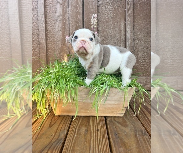 Medium Photo #2 Olde English Bulldogge Puppy For Sale in GREENCASTLE, PA, USA
