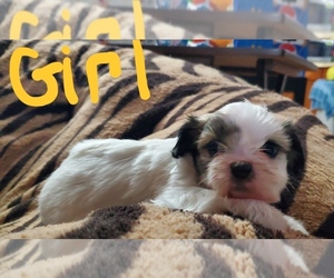 Cava-Tzu-Cavachon Mix Puppy for sale in WARREN, MI, USA
