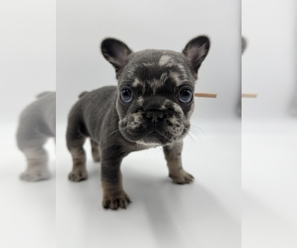 Medium Photo #2 French Bulldog Puppy For Sale in PLEASANTON, CA, USA