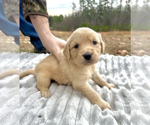 Medium Photo #15 Golden Retriever Puppy For Sale in CONCORD, VA, USA