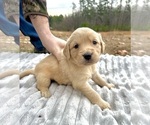 Puppy Dark Green Golden Retriever