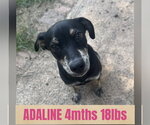 Small Feist Terrier Mix