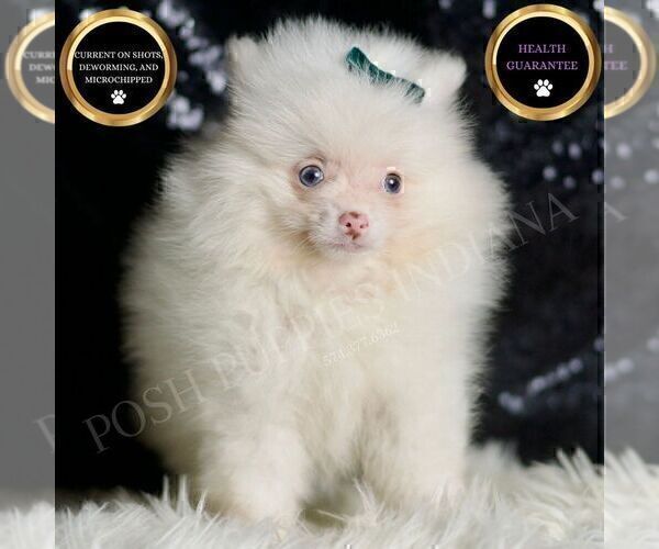 Medium Photo #9 Pomeranian Puppy For Sale in WARSAW, IN, USA