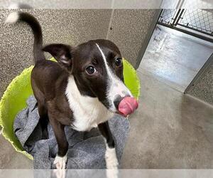 Border Collie-Unknown Mix Dogs for adoption in Santa Rosa, CA, USA