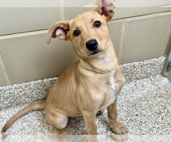 Medium Photo #1 Unknown-Whippet Mix Puppy For Sale in Pueblo, CO, USA