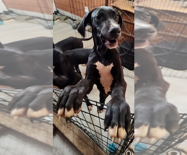 Medium Photo #17 Great Dane Puppy For Sale in CANTONMENT, FL, USA