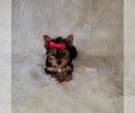 Small Photo #6 Yorkshire Terrier Puppy For Sale in OAK PARK, IL, USA