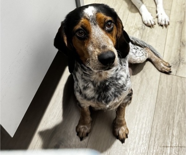 Medium Photo #1 Beagle Puppy For Sale in FORT LAUDERDALE, FL, USA