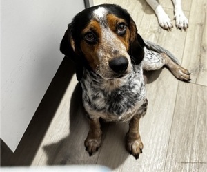 Mother of the Beagle puppies born on 12/01/2025