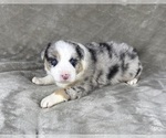 Small Photo #86 Australian Shepherd Puppy For Sale in SALISBURY, NC, USA