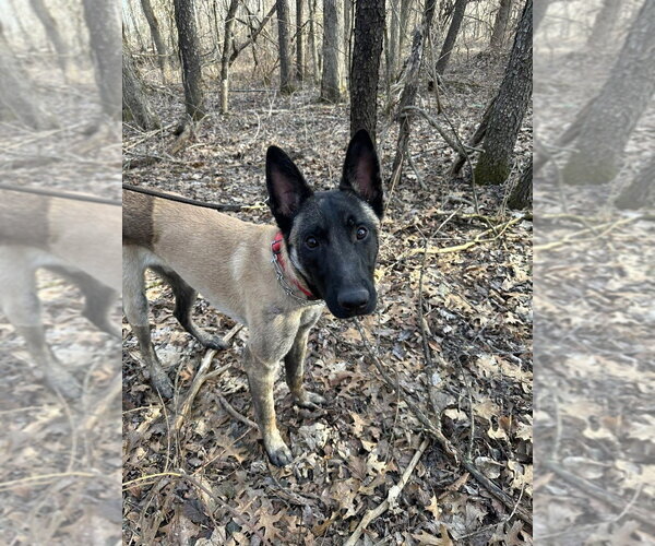 Medium Photo #7 German Shepherd Dog-Unknown Mix Puppy For Sale in Imlay City, MI, USA