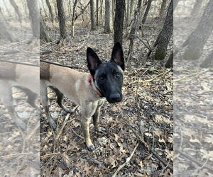 Beau - Located in LA - Male German Shepherd Dog-Unknown Mix Dog for Adoption - Photo #7