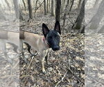 Small #6 German Shepherd Dog Mix
