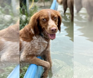 ON/Remi - Male Brittany Dog for Adoption - Photo #3