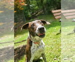 Small #2 Mountain Cur Mix