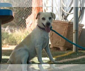 Beagle-Chihuahua Mix Dogs for adoption in Apple Valley, CA, USA