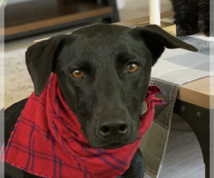 Mutt Dogs for adoption in San Ramon, CA, USA